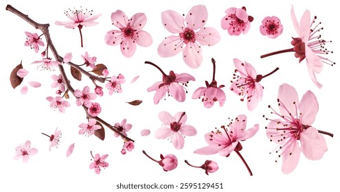 Creative set collection with Blooming of delicate pink flowers falling in the air, isolated on white background. Prunus cerasifera 'Nigra' or Canadian black plum