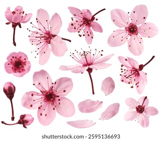 Creative set collection with Blooming of delicate pink flowers falling in the air, isolated on white background. Prunus cerasifera 'Nigra' or Canadian black plum