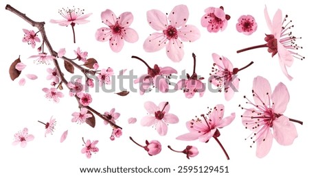 Creative set collection with Blooming of delicate pink flowers falling in the air, isolated on white background. Prunus cerasifera 'Nigra' or Canadian black plum