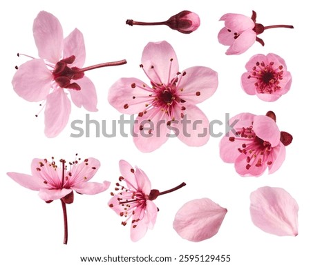 Creative set collection with Blooming of delicate pink flowers falling in the air, isolated on white background. Prunus cerasifera 'Nigra' or Canadian black plum
