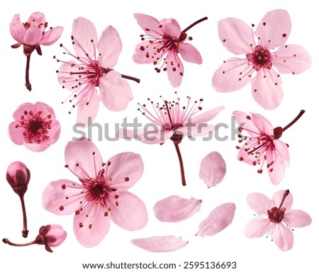 Creative set collection with Blooming of delicate pink flowers falling in the air, isolated on white background. Prunus cerasifera 'Nigra' or Canadian black plum