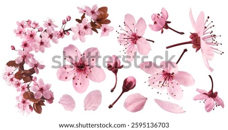 Creative set collection with Blooming of delicate pink flowers falling in the air, isolated on white background. Prunus cerasifera 'Nigra' or Canadian black plum