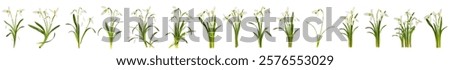 Creative set, collection with many Beautiful Snowdrop flowers with green leaves falling in the air isolated on white background. Spring time levitation or zero gravity conception.