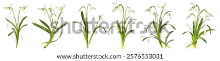 Creative set, collection with many Beautiful Snowdrop flowers with green leaves falling in the air isolated on white background. Spring time levitation or zero gravity conception.