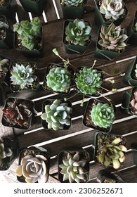 creative succulent selection on table