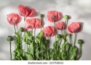 Creative summer composition made of poppies flowers on white background with shadows. Beautiful floral layout. Nature concept. Top view. Flat lay.