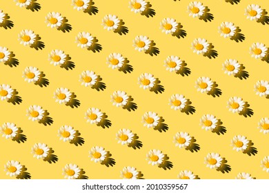 Creative summer pattern made of camomile flower on pastel background. Floral backdrop. Nature concept. Top view. Flat lay