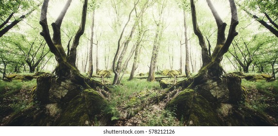 Creative symmetrical forest composition. Surreal green woods scenery with old trees