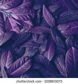 Creative tropic purple leaves layout. Supernatural concept. Flat lay. Ultra violet colors.