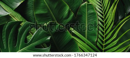 Creative tropical green leaves banana,palm, monstera and fean layout. Nature spring concept. Flat lay.