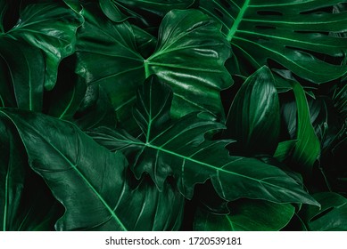 Creative tropical green leaves layout. Nature spring concept. Flat lay. - Shutterstock ID 1720539181