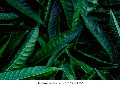 Creative tropical green leaves layout. Nature spring concept. Flat lay. - Shutterstock ID 1772089751