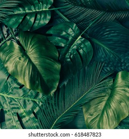 Creative Tropical Green Leaves Layout. Nature Spring Concept. Flat Lay.