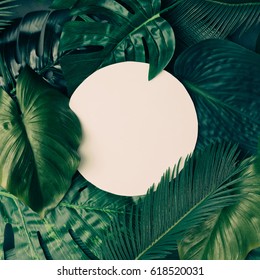 Creative Tropical Green Leaves Layout With Copy Space. Nature Spring Concept. Flat Lay.