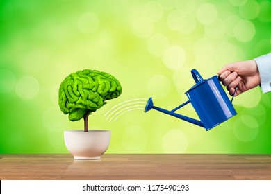 Creativity Growth, Better Using Brain Function And Memory Improvement Concept. Creativity Growth Represented By Tree Looks Like The Human Brain Watered By Businessman.