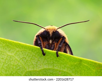 Creatonotos Ganjis - Arctiid Moth Family Of Erebidae.