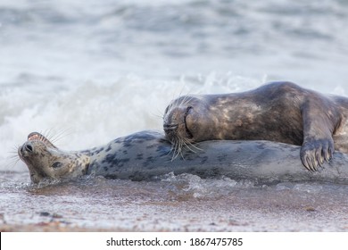 Creature Comforts And Animal Affection. Bonding Pair Of Loving Seals Lying Together In Sea Waves. Tenderness And Emotion Of Beautiful Wild Animals Enjoying Being Together. Breeding Pair From Horsey UK