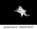 Creature of the night gliding like a kite. Southern Flying Squirrel (Glaucomys volans) soars through the air with arms and legs out stretched. Isolated on black background tiny rodent of North America