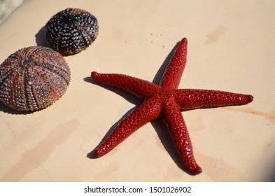 creatures of th sea 