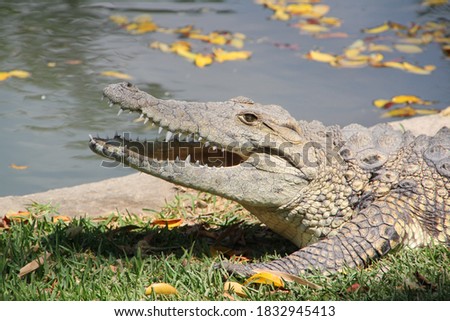 creatures of two realms that are very dangerous for the creatures that live around the river or even the creatures that live in the river