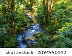 Creek cascade in the rainforest of Big Island, Hawaii