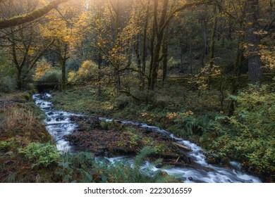 Creek Flows Through Enchanted Autumn Woodland Forest Landscape In The Columbia River Gorge, Oregon