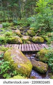 Creek With A Footbridge In A Coniferous Forest