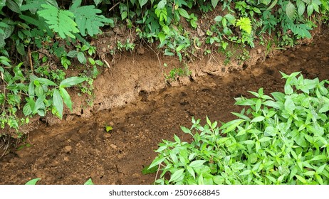 a creek in the middle of the forest, clear water - Powered by Shutterstock