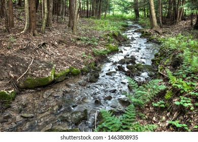 Creek In Northeastern Pennsylvania With Ferns