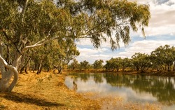 A Creek Passing Between Gum Trees In Camooweal National Park In Queensland, Australia.