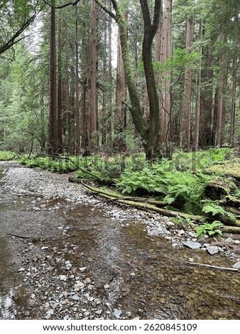 Creek running through Muir Woods National Monument with ferns and redwood trees 