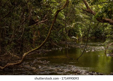 Creeks In The Daintree Rainforest