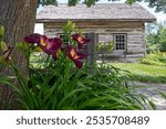 Creemore, Ontario, Canada - July 6, 2024: Creemore Log Cabin built in the 1870s, relocated as a heritage building 2011.