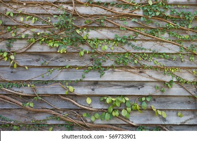 creeper green tree on wooden wall 