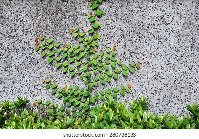 Creeper on a wall.