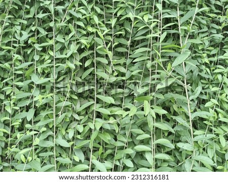 creeper plant, curtain creeper plant, easy to growing and climbing plant...

Transform your garden with the stunning curtain creeper. This easy-to-grow climbing plant adds vibrancy, shade, and natural