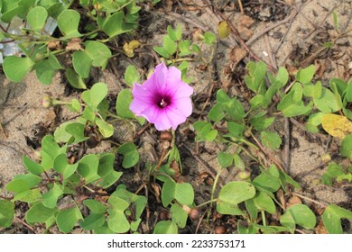Creeper plant and flower in sea sand, India - Shutterstock ID 2233753171