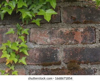 Creeper plant on brick wall , old brick wall and green plant