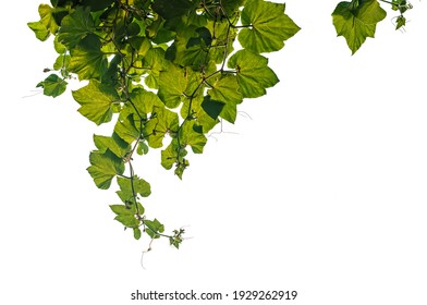 Creeper Plants Hanging On White Background, Clipping Path Included