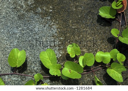 Similar – Image, Stock Photo interference field Creeper