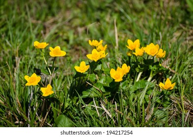 Creeping Buttercup