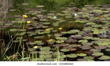 Creeping Buttercup At The Pond