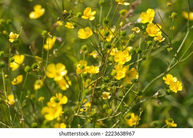 Creeping Buttercup Or Ranunculus Repens