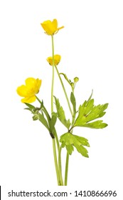 Creeping buttercup, Ranunculus repens, flower and foliage isolated against white