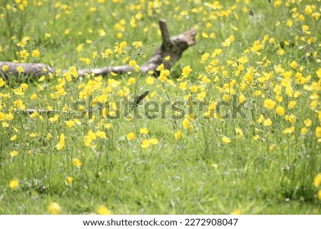 Creeping buttercup (Ranunculus repens) with log in field.  Centre Image in focus