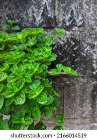 Creeping Charlie Hanging Plant Which Is Suitable As A Decoration Outside Or Inside The House. Top View Photo Front View And Side View