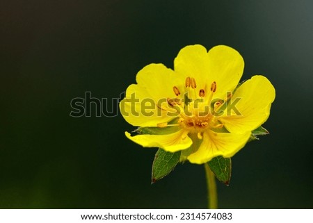 A creeping cinquefoil flower on a meadow