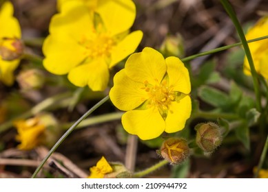 Creeping cinquefoil (Potentilla reptans) plant of the Rosaceae family under natural growing conditions. Creeping perennial medicinal plant that blooms yellow flowers.