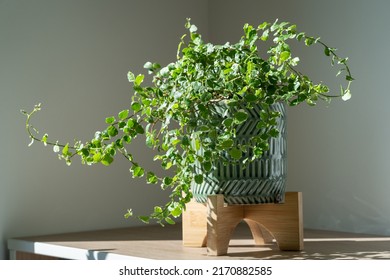 Creeping green fresh Ficus Pumila plant in ceramic planter at home, sunlight. Greenery at home, climbing houseplant