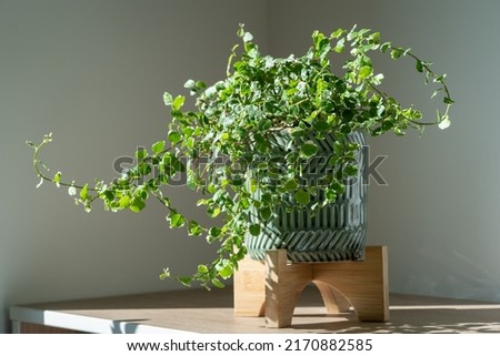Creeping green fresh Ficus Pumila plant in ceramic planter at home, sunlight. Greenery at home, climbing houseplant